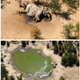 Dead elephants in Okavango Delta, Botswana May-June, 2020.